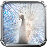 Diamond Peacock Live Wallpaper icon