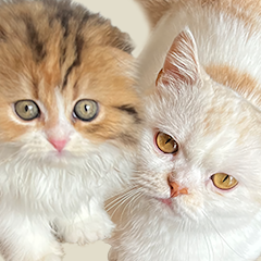 Cats Yakuza - Online card game Download gratis mod apk versi terbaru