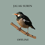 Kicau Jalak Suren Offline icon