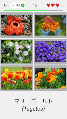 花 - 美しい植物についての植物のクイズのおすすめ画像2