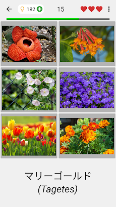 花 美しい植物についての植物のクイズ Androidアプリ Applion