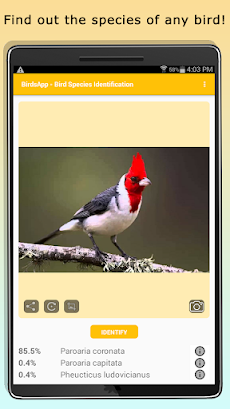 BirdsID - Identify Birdsのおすすめ画像5