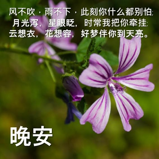 Beautiful Good Night Sayings