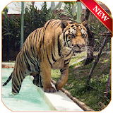 tiger wallpaper HD 2017 icon