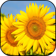 Sunflowers Wallpapers