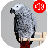 African grey parrot Sounds icon