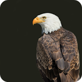Eagle Live Wallpaper HD icon