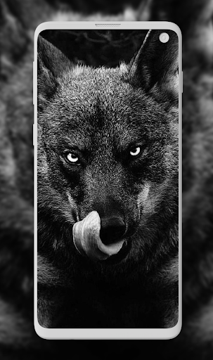Download Wolf Wallpaper HD Free for Android - Wolf Wallpaper HD APK  Download 
