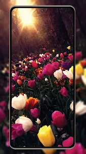 Tulip Wallpapers HD