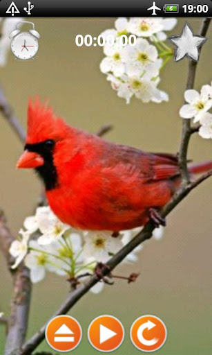 Birds Calls Sounds Screen 3
