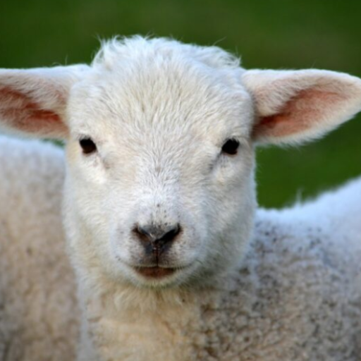 Sheep Sounds logo