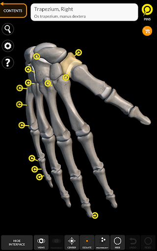 Screenshot of Skeleton | 3D Anatomy