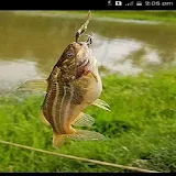 Top 10 catfish bait icon