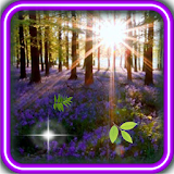Forest Spring Nature icon