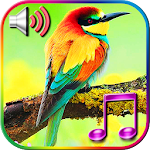 Cover Image of Descargar Tonos de llamada con sonido de pájaros  APK