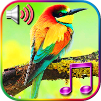 Птицы звук мелодии