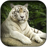 White Tiger Wallpaper HD icon