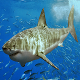 Sharks of the World icon