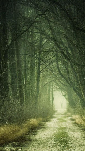 Android application creepy forest wallpapers screenshort