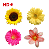 Coloring Flower Pages icon