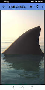 Imágen 8 Shark Wallpapers android
