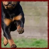 Rottweiler Dogs wallpapers icon