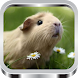 Guinea Pig: Care And Training - Androidアプリ
