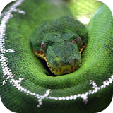 Jungle snake icon
