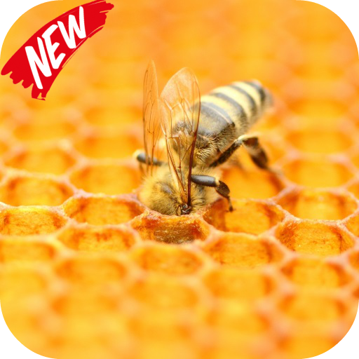 Bee Life Video Live Wallpapers Descarga en Windows