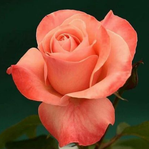 Beautiful Flowers & Roses Pics Screen 3