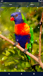 Birds HD Live Wallpaper 🦜 Parrots HD Wallpapers