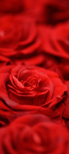 خلفيات حمراء red wallpapers Screen 2