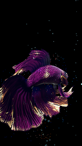 Betta Fish Screen 3
