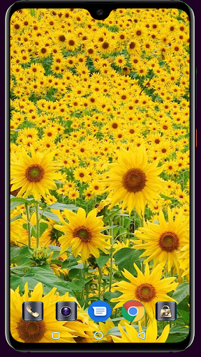 Sunflower Wallpaper Screen 2