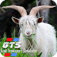 Farm Simulator Goat Game