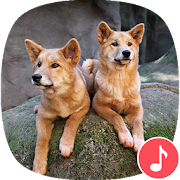 Top 13 Music & Audio Apps Like Appp.io - Dingo sounds - Best Alternatives