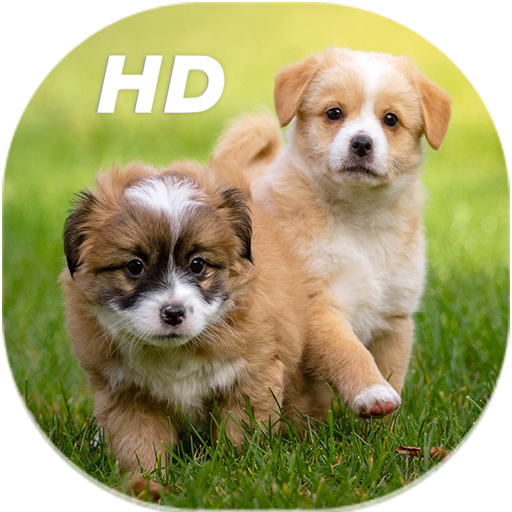 Cute Puppies Live Wallpapers H