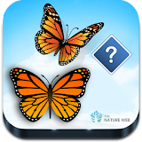 Guess the Butterfly-Photo Quiz icon