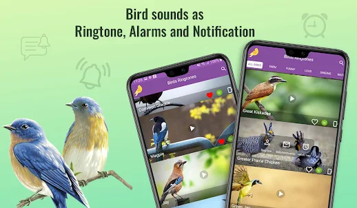 Birds Sounds Ringtones - Songs