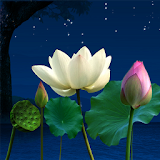 Lotus Pond Live Wallpaper icon