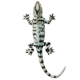 Lizard simulator icon