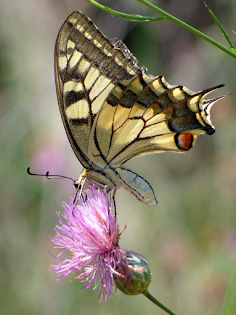 swallowtail butterfly - Screenshot 4