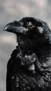 Raven sounds