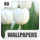 Flowers Wallpapers icon