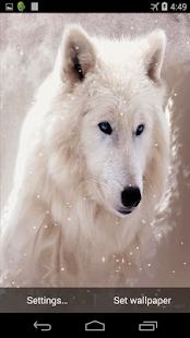 Arctic Wolf Live Wallpaper(圖3)-速報App