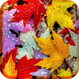 Autumn leaves Live Wallpaper icon