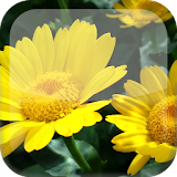 Sunflower S5 Live Wallpaper icon