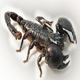 Feral Scorpion icon