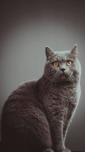Android application British Shorthair screenshort