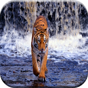 Tiger Wallpapers 4.23.28 Icon